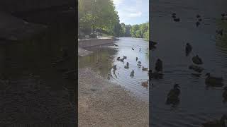 Wetherby Ducks [upl. by Adner]