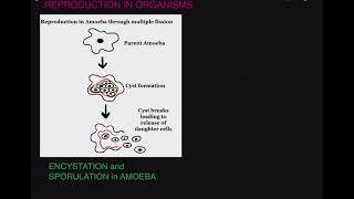 ENCYSTATION and SPORULATION in Amoeba [upl. by Ofella300]