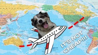 International Travel With a Pet  How to Get Your Dog on a Plane [upl. by Tod]