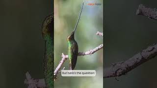 💡Birdie Trivia 🦜How does the swordbilled hummingbird clean that massive beak animalfacts [upl. by Mace]