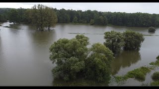 Hochwasser HohenauMarch u Drösing Au Zaya in RingelsdorfNiederabsdorf 15 Sep 2024  1 Teil [upl. by Eleonore]