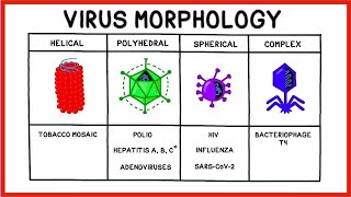 Going Viral Viruses Replication and COVID19 [upl. by Yddeg]