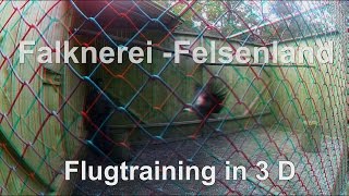 3D Falknerei Felsenland Flugtraining [upl. by Lorenza126]