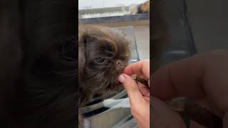 feeding the Brussels griffon puppy shortsbrusselsgriffongriffonspuppylifegriffonpuppy [upl. by Elad]