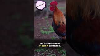 Heartwarming Chicken Facts Shorts [upl. by Naesed913]