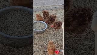 The frizzle chicks [upl. by Barnaby]