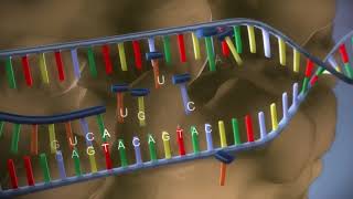 SINTESIS PROTEIN  3D  BIOLOGI  12 SMA [upl. by Perpetua]