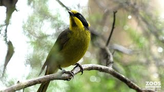 A new forest home for Helmeted Honeyeaters [upl. by Nibroc]