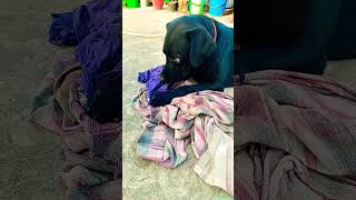 Gate bajega dog doglover comedy shortsvideo youtubeshorts [upl. by Ciel300]