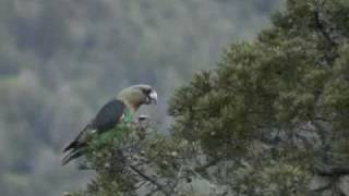 First ever footage of Critically Endangered Cape Parrot feeding in the high canopy [upl. by Acisse]