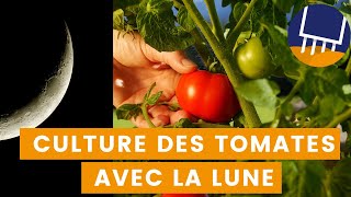 Comment réussir votre culture de tomates grâce à la lune Quand semer les tomates [upl. by Theron]