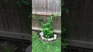 Blackberry bush 🫐 backyardgardening landscapedesignideas farming garden [upl. by Seadon]