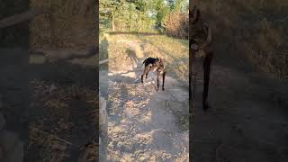 Greyhound Dog 🐶 Greyhound dog breed  italian greyhound dog• greyhound dog running training videos [upl. by Rori]