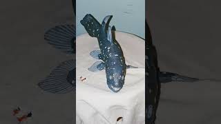 Coelacanth Facts [upl. by Aerdnad]