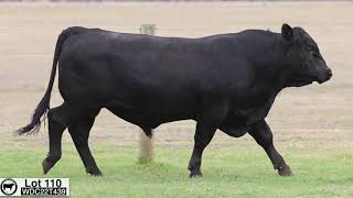 Lot 110 WDC22T439 Coonamble Angus 2024 [upl. by Elbag]