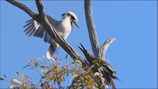 Kookaburra Bullied by Currawongs [upl. by Anehta988]