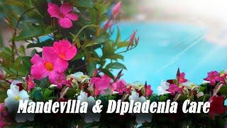 Mandevilla amp Dipladenia Care  Outdoor amp Indoor Care of Mandevilla amp Whats The Difference [upl. by Christean756]