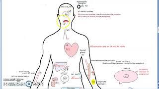 Pharmacology 110 a AntiCholinergic Drugs Parasympatholytic Atropine [upl. by Sianna802]