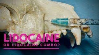 Lidocaine vs Lidocaine Combo  Which Medicine is BETTER For Nerve Blocks  Veterinary Dentistry [upl. by Di]