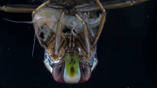 Backswimmer capturing a side swimmerHanyattúszó poloska bolharákot ejt el [upl. by Ahsiened]