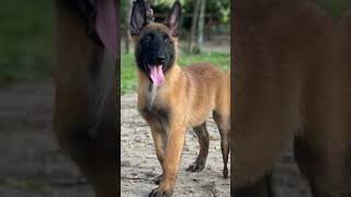 Malinois dog pets belgianmalinois [upl. by Nirro]