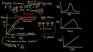 BIOCHEM 20  Enzyme Kinetics MichaelisMenten plots [upl. by Pinkerton]