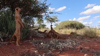 Documenting the behaviour of Meerkats [upl. by Eimmat]