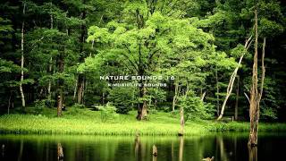 Nature Sound 16  THE MOST RELAXING SOUNDS [upl. by Nuawed153]