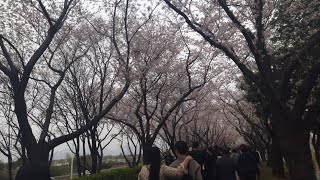 🌸Spring Special🌸 Cherry Blossom Busan Southkorea nature flowers spring 🇰🇷🇰🇷 NandMVlogsyc8ps [upl. by Darrey]