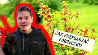 004  Ogród  Jak przesadzać stare krzewy porzeczek [upl. by Esinyt17]