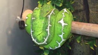 12 Different Green Tree Pythons amp Emerald Tree Boas [upl. by Egidio606]