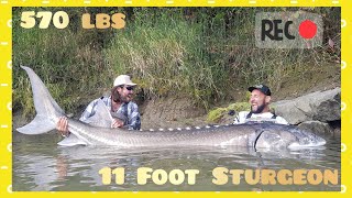 WHITE STURGEON MONSTER GIANT 570 LBS X 11 FOOT EPIC FIGHT  4K by YURI GRISENDI [upl. by Eb]