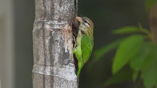 White Cheeked Barbet [upl. by Hudson]