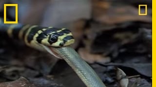 King Cobra vs Olive Water Snake  National Geographic [upl. by Repsag14]