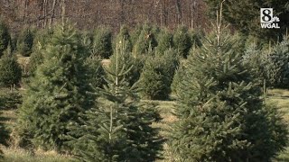 Christmas tree grower talks about impact of dry weather on crop [upl. by Israel327]