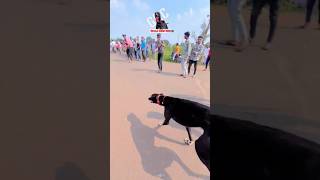 dog res Kolhapur🔥👑 Dog Race  Kolhapur Dog RacingDog Race MaharashtraDog Race kolhapur shorts [upl. by Henson121]