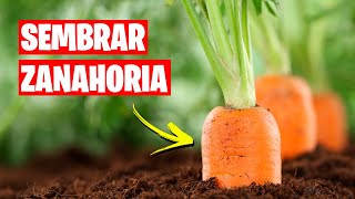 Como sembrar Zanahorias 🥕 Huerto Urbano  La Huerta de Ivan [upl. by Nomyt]