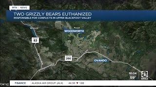 2 grizzly bears euthanized after repeated conflicts in the upper Blackfoot [upl. by Hollie]