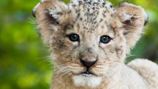 Lion Baby 02  Lion cub searching for its mother Time Lapse Speed x 05 [upl. by Baillie832]