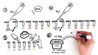 Forensic DNA Fingerprinting Kit Student Activity Video Quick Guide [upl. by Hardy]