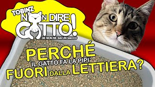 PERCHÈ il GATTO fà la PIPÌ FUORI dalla LETTIERA [upl. by Eiralc]