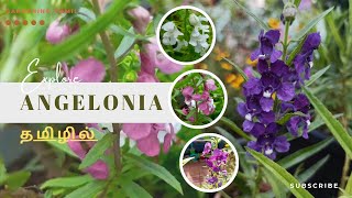 Angelonia  வளர்ப்பது எப்படி  propagation  A  Z full guide care  GardeningTamil flowergardens [upl. by Knowland876]