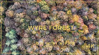 Wyre Forest  West Midlands UK DJI Mini 4 Pro drone  Nov 24 [upl. by Rysler474]