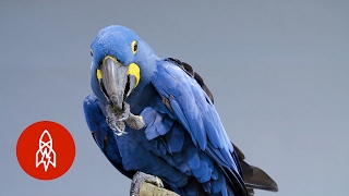 Meet the Biggest and Bluest Parrot in the World [upl. by Lahsiv]