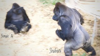 Silverback Gorilla Beats His Chest So Hard To The Female That He Loves ❤️  Shabani [upl. by Salamanca71]