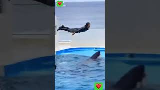 Friendship with dolphin shortvideo youtubeshorts viralvideo trending [upl. by Acisset]