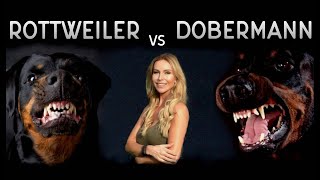 THE DOBERMAN VS THE ROTTWEILER  WHO IS FIERCEST [upl. by Millda]