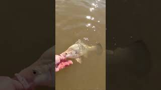 Golden Perch released after being caught using yabbies [upl. by Milo]