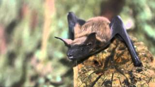 Fun Facts About Bats [upl. by Lurette]