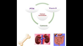 🔴 Calcium Homeostasis amp Regulation DrHazem Sayed [upl. by Dnomra]